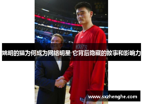 姚明的猫为何成为网络明星 它背后隐藏的故事和影响力